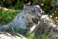 Snow Leopard