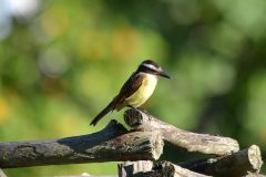 Kiskadee