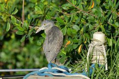 Heron~ Waterville