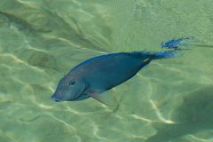 Parrot Fish