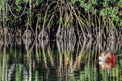 Magic In The Mangroves