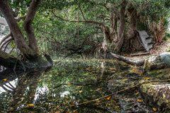 Mangroves