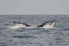 JM4_9588-1
